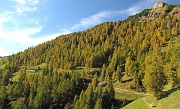 19 Il bellissimo lariceto del Pizzo Badile, versione del 19 8bre...